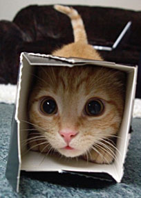Scared cat in box
