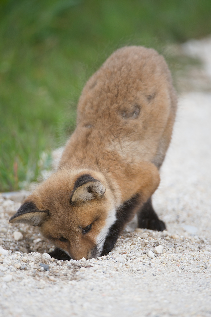 fox digging hole Jaden Fox